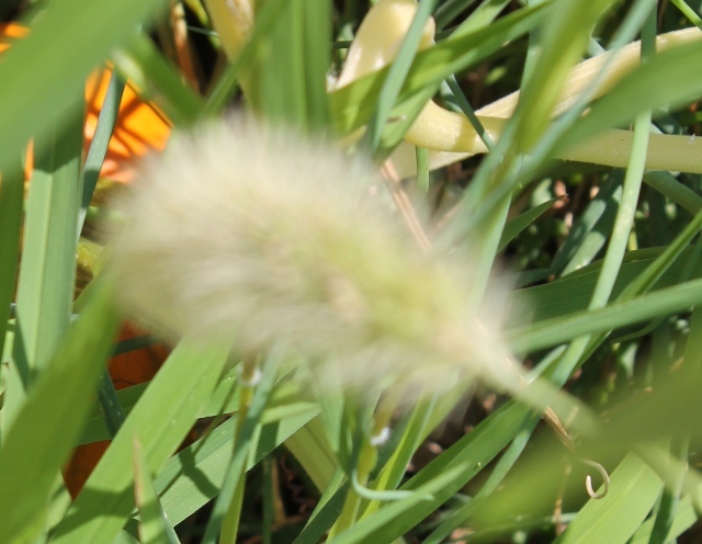 Out of focus foxtail